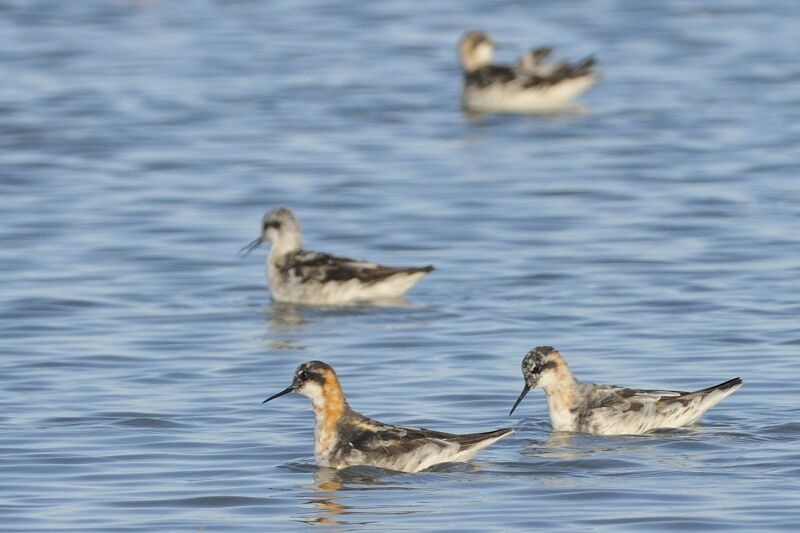 Phalarope à bec étroitadulte internuptial