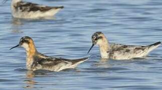 Red-necked Phalarope