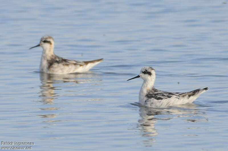 Phalarope à bec étroitadulte transition