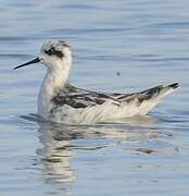 Red-necked Phalarope