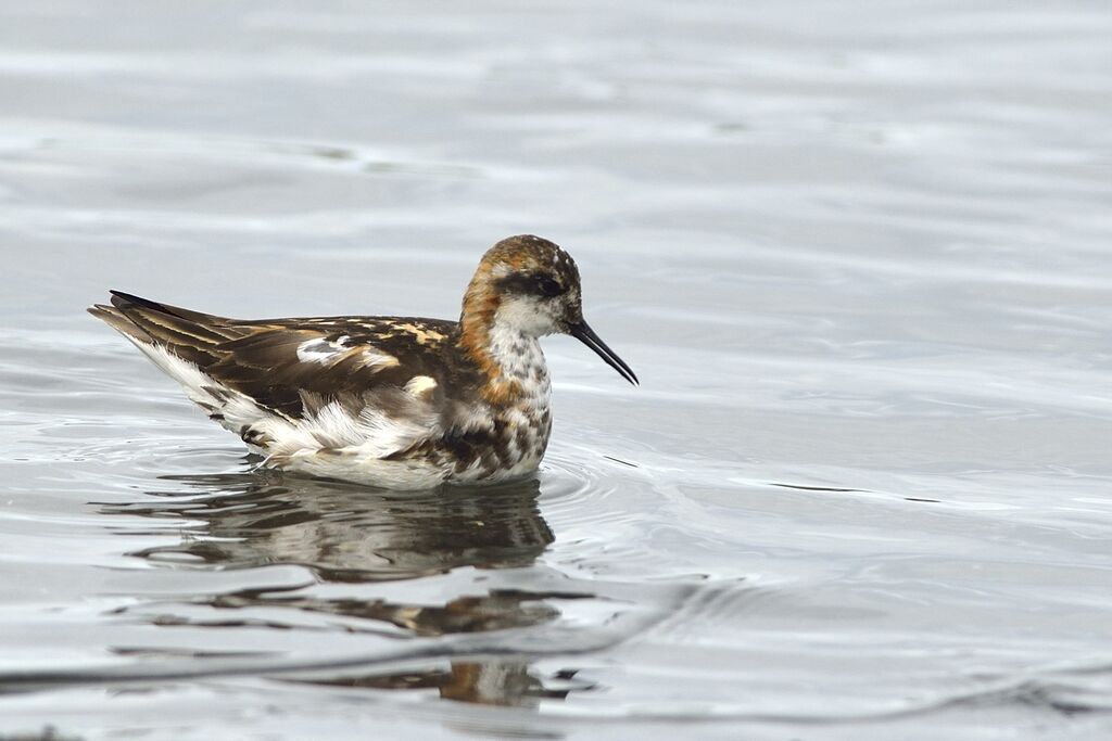 Phalarope à bec étroitadulte internuptial