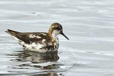 Phalarope à bec étroit