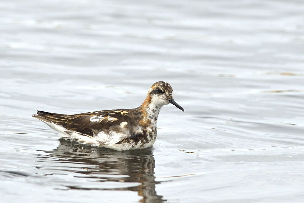 Phalarope à bec étroitadulte internuptial