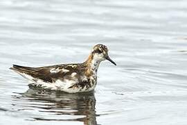 Red-necked Phalarope