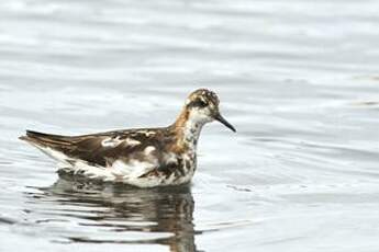 Phalarope à bec étroit