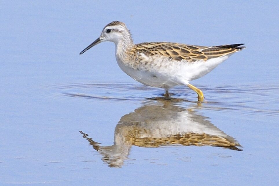 Phalarope de Wilsonimmature