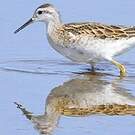 Phalarope de Wilson