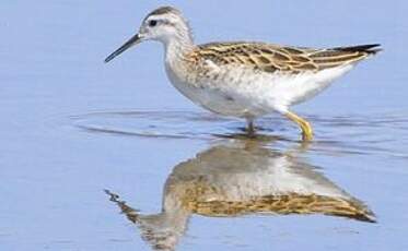 Phalarope de Wilson