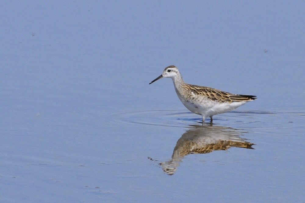 Phalarope de Wilsonimmature