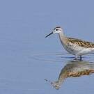 Phalarope de Wilson