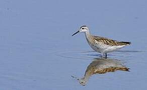 Wilson's Phalarope