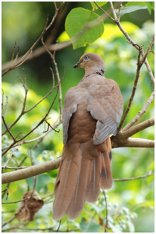 Brown Cuckoo-Dove male adult