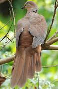 Brown Cuckoo-Dove