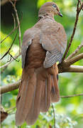 Brown Cuckoo-Dove