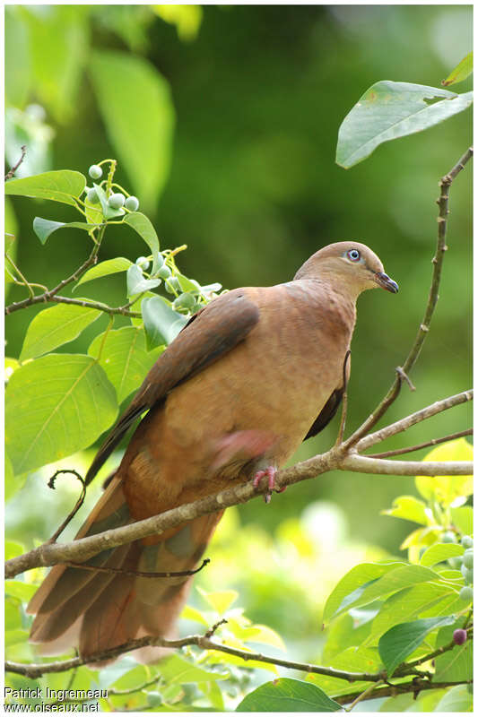 Brown Cuckoo-Dove male adult, close-up portrait
