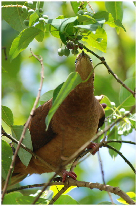 Brown Cuckoo-Dove male adult