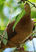 Brown Cuckoo-Dove