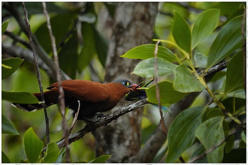 Black-bellied Cuckooadult