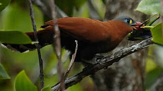 Black-bellied Cuckoo