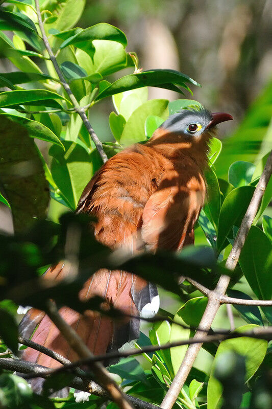 Black-bellied Cuckooadult