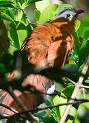 Black-bellied Cuckoo