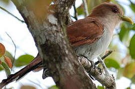 Squirrel Cuckoo