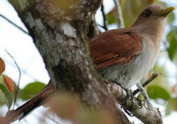 Squirrel Cuckoo