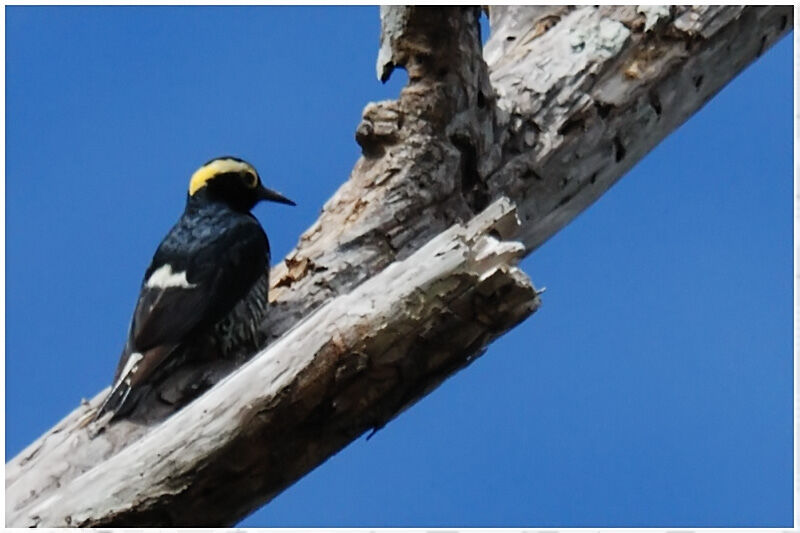 Yellow-tufted Woodpeckeradult