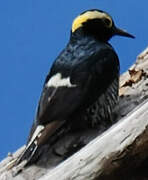 Yellow-tufted Woodpecker