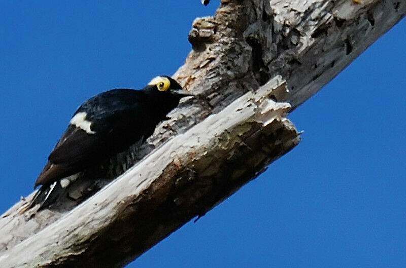 Yellow-tufted Woodpeckeradult