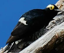 Yellow-tufted Woodpecker