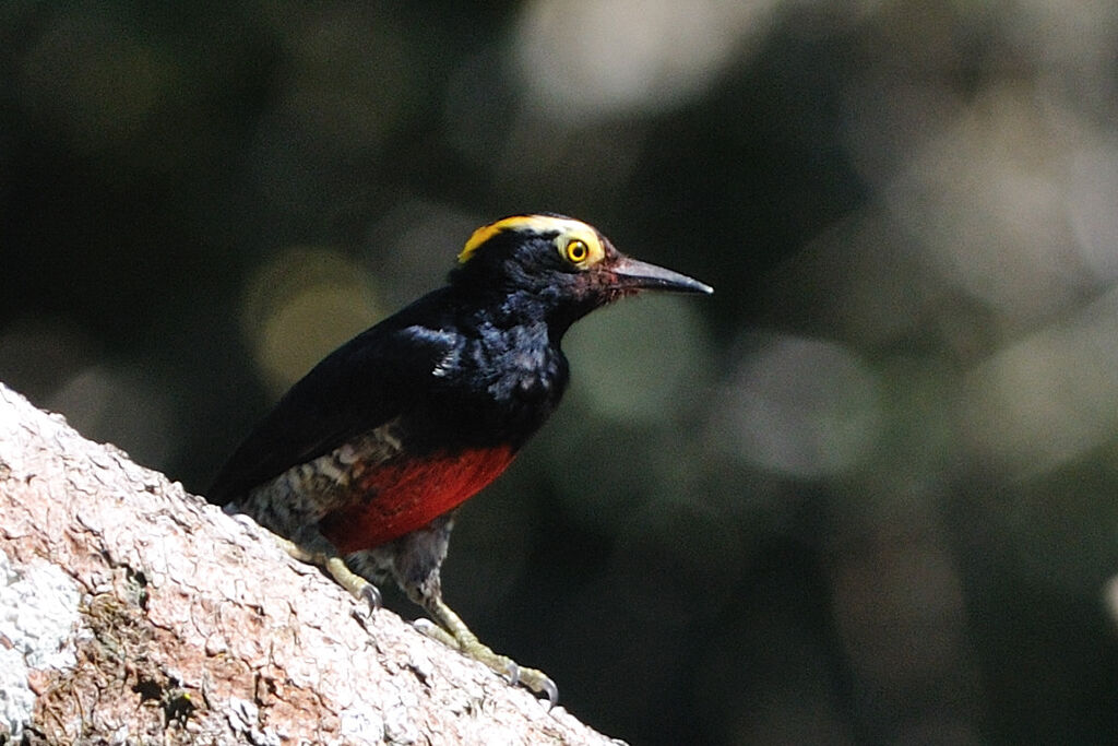 Yellow-tufted Woodpecker female adult, identification