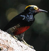 Yellow-tufted Woodpecker