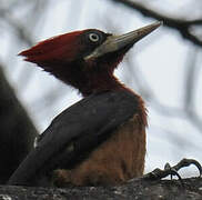 Red-necked Woodpecker