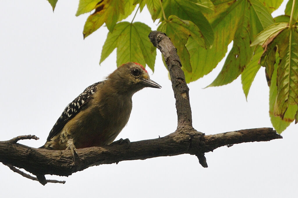 Red-crowned Woodpecker male adult