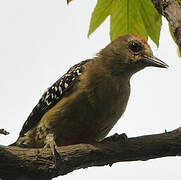 Red-crowned Woodpecker