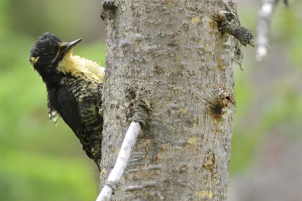 American Three-toed Woodpeckerimmature