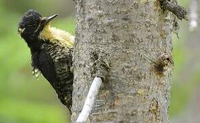 American Three-toed Woodpecker