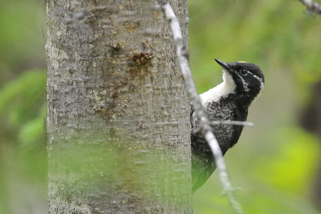 American Three-toed Woodpeckeradult