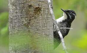 American Three-toed Woodpecker