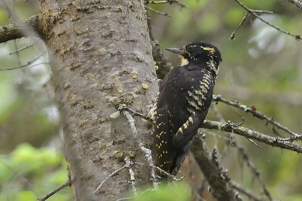 American Three-toed Woodpeckerimmature