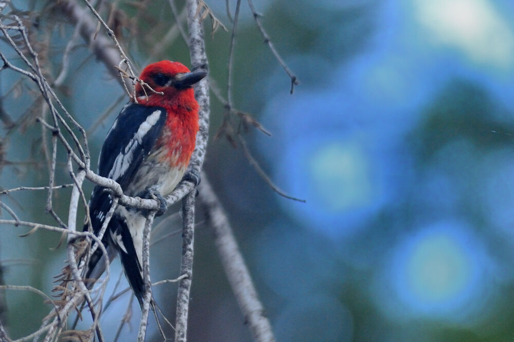 Red-breasted Sapsuckeradult