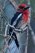 Red-breasted Sapsucker