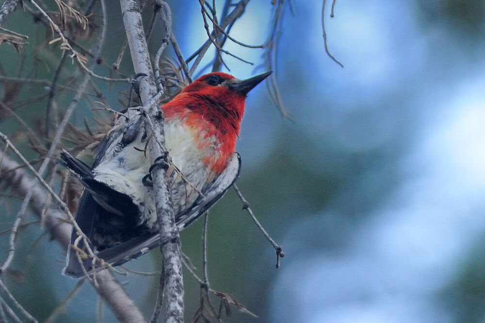 Red-breasted Sapsuckeradult