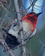 Red-breasted Sapsucker