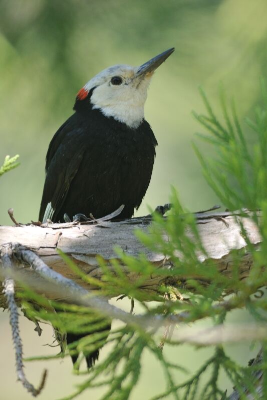 White-headed Woodpecker male adult