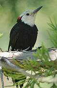 White-headed Woodpecker