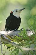 White-headed Woodpecker