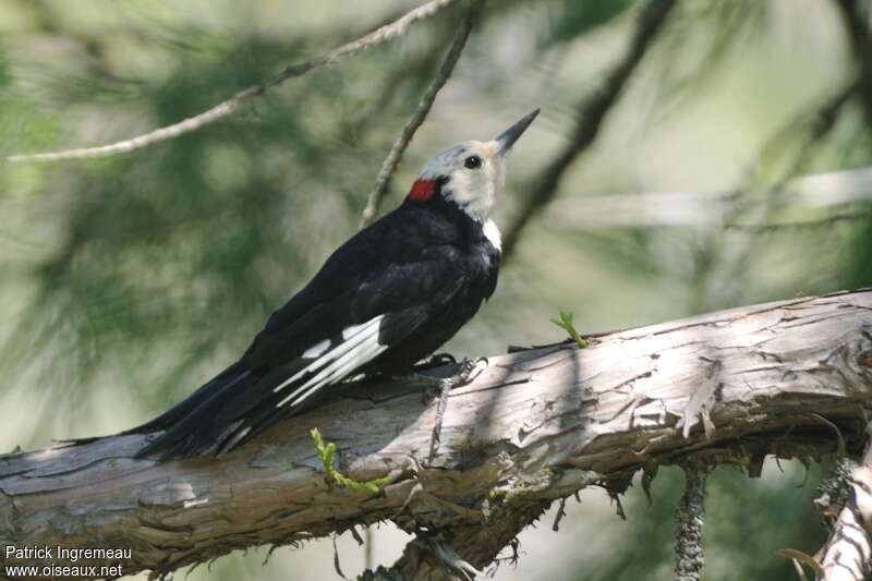 White-headed Woodpecker male adult