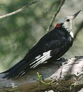 White-headed Woodpecker